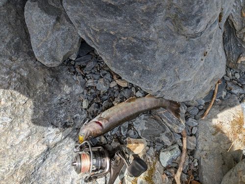 ヤマトイワナの釣果