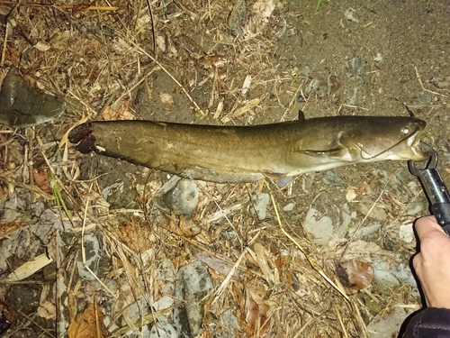 ナマズの釣果