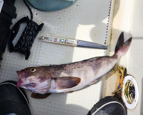 ホッケの釣果