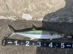 サゴシの釣果