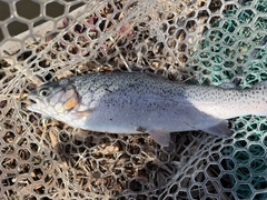 ニジマスの釣果