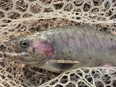 ニジマスの釣果
