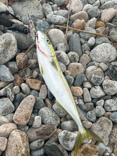 フクラギの釣果