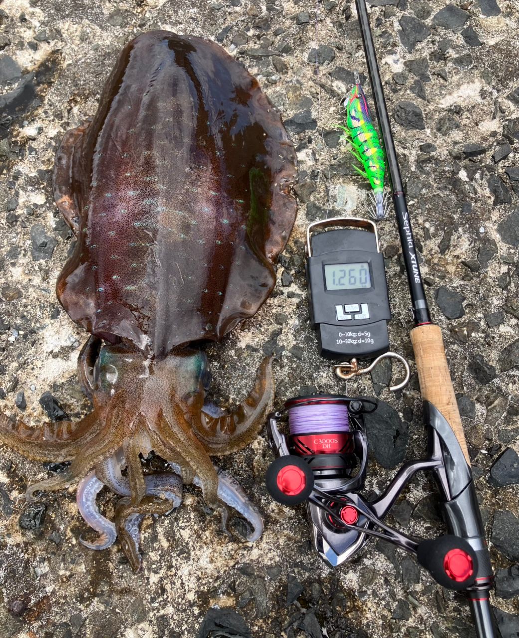 SHIMANO 2020 セフィア エクスチューン S82MLの最安値・インプレ・釣果