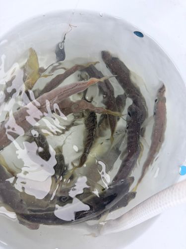 マアジの釣果