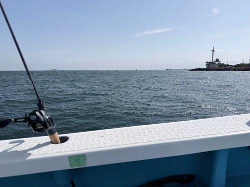 マアジの釣果