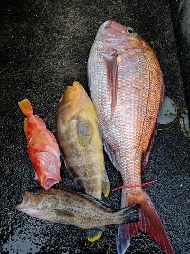 オオモンハタの釣果