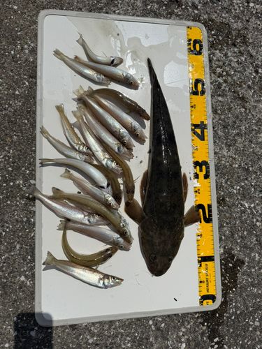 シロギスの釣果