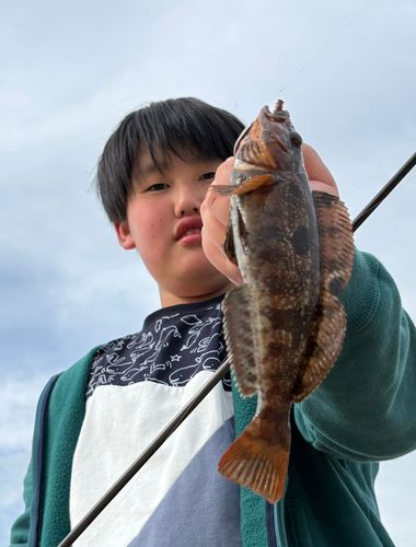 アイナメの釣果