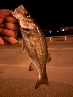 セイゴ（ヒラスズキ）の釣果