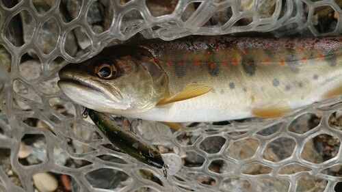 アマゴの釣果