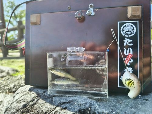 クチボソの釣果