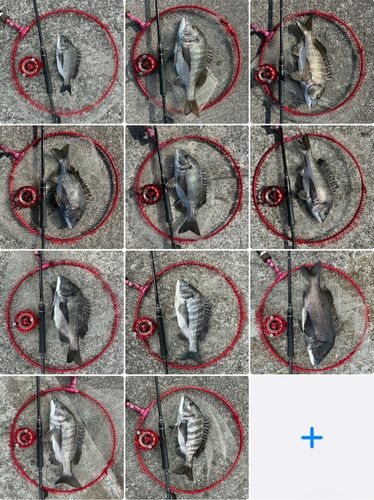 チヌの釣果