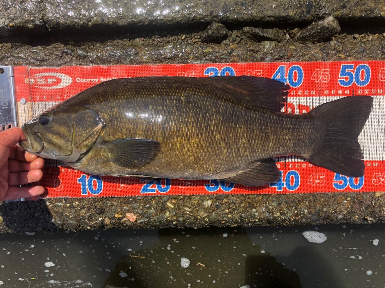 SHIMANO 14ポイズンアルティマ 1610L-BFSの最安値・インプレ・釣果