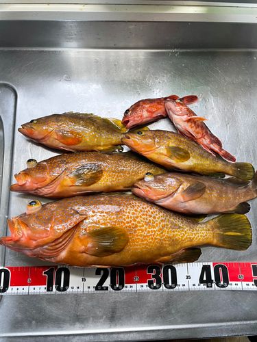 アコウの釣果