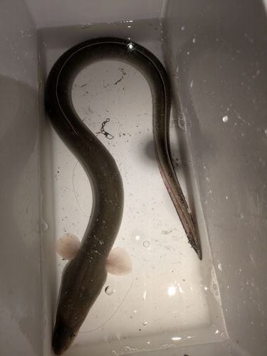 ウナギの釣果
