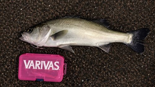 フッコ（マルスズキ）の釣果