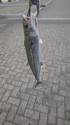 サゴシの釣果