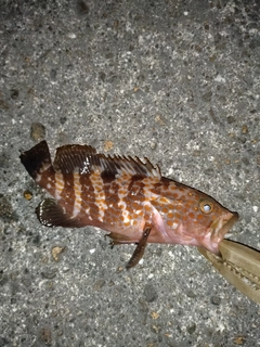 キジハタの釣果