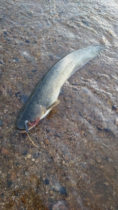 ナマズの釣果