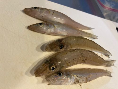 キスの釣果