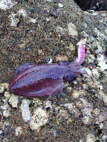 コウイカの釣果