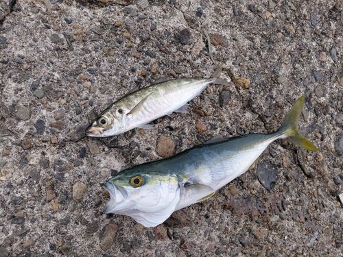 コゾクラの釣果
