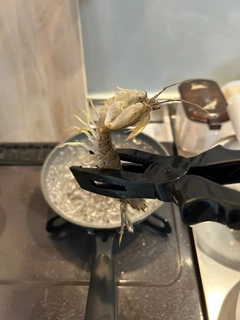 シャコの釣果