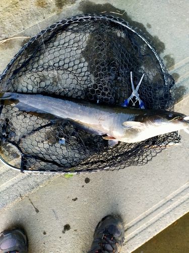 ナマズの釣果