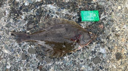 マガレイの釣果