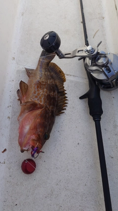 アコウの釣果