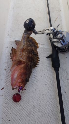 アコウの釣果