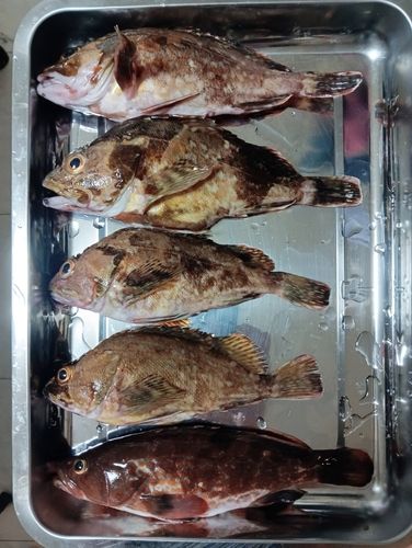 カサゴの釣果