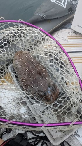 コウイカの釣果