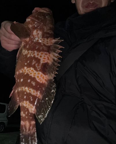 キジハタの釣果