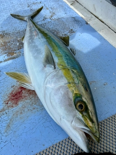 ワラサの釣果
