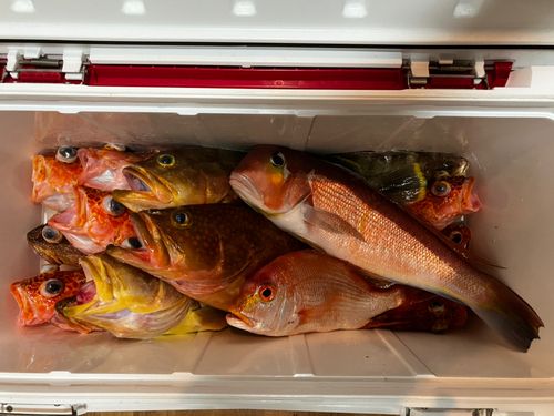 アマダイの釣果