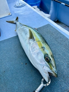 ワラサの釣果