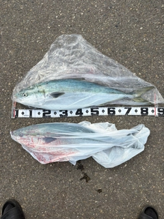 ブリの釣果