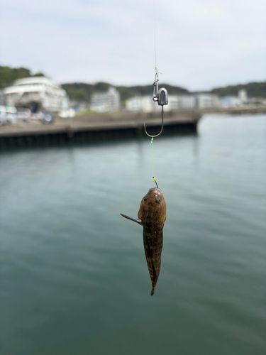 サビハゼの釣果 - アングラーズ | 釣果600万件の魚釣り情報サイト