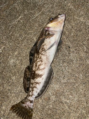 アブラコの釣果