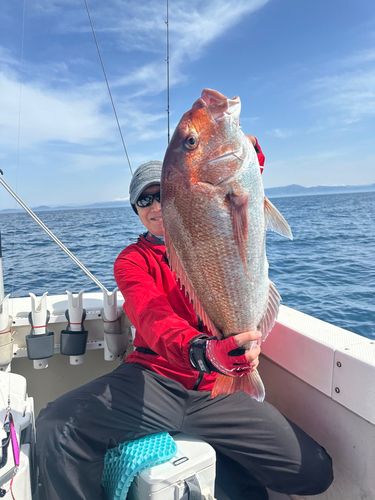 マダイの釣果