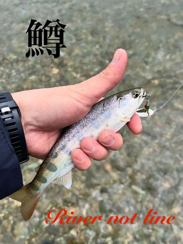 ヤマメの釣果