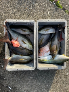 イサキの釣果