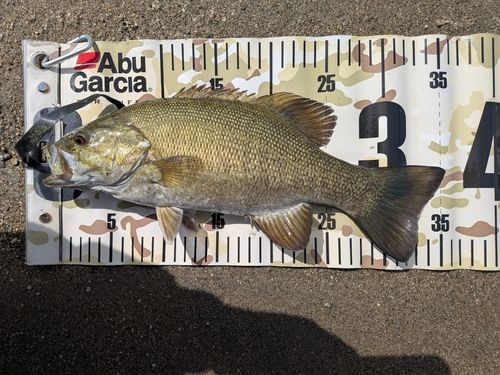 スモールマウスバスの釣果