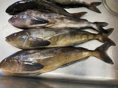 ホッケの釣果