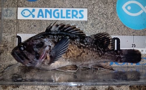 クロソイの釣果