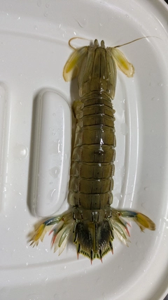 シャコの釣果
