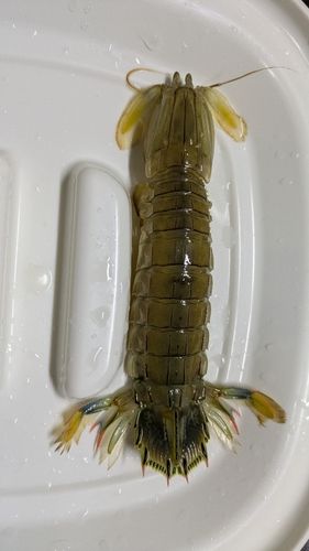 シャコの釣果