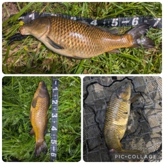 コイの釣果